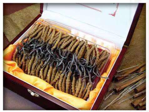 元宝冬虫夏草回收